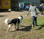 Превью фото № 32011