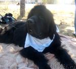 Превью фото № 32102