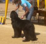 Превью фото № 32103