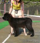 Превью фото № 32182