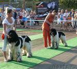 Превью фото № 32199