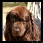 Превью фото № 32604