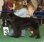 Превью фото № 32633