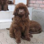 Превью фото № 3293