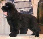 Превью фото № 3298