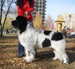 Превью фото № 33223