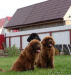 Превью фото № 33476