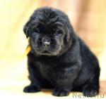 Превью фото № 33495