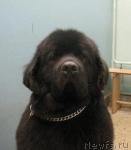 Превью фото № 33592