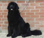 Превью фото № 33733