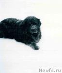 Превью фото № 33744