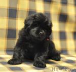 Превью фото № 33883