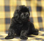 Превью фото № 33884