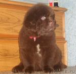 Превью фото № 33893