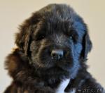 Превью фото № 34020