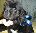 Превью фото № 34154