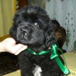 Превью фото № 34155