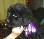 Превью фото № 34156