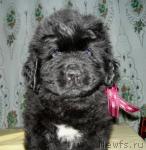 Превью фото № 34157