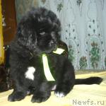 Превью фото № 34159