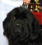 Превью фото № 34384