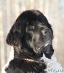 Превью фото № 34466