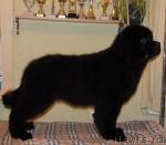 Превью фото № 34541