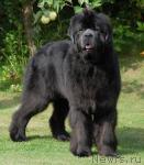 Превью фото № 34555