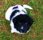 Превью фото № 34597