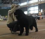 Превью фото № 34717