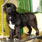 Превью фото № 34795