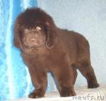 Превью фото № 34902