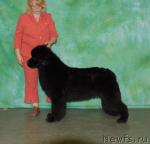 Превью фото № 34944