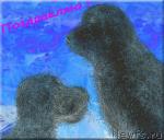 Превью фото № 35000