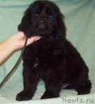 Превью фото № 35096