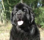 Превью фото № 35259