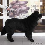 Превью фото № 3532