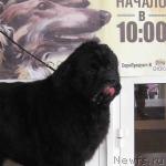 Превью фото № 3533