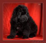 Превью фото № 35364