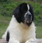 Превью фото № 35412