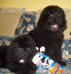 Превью фото № 35564