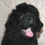 Превью фото № 35609