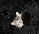 Превью фото № 35919