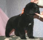 Превью фото № 36128