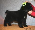 Превью фото № 36135