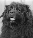 Превью фото № 365