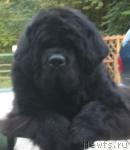 Превью фото № 36543