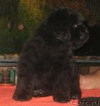 Превью фото № 36667