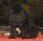 Превью фото № 36668