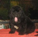 Превью фото № 36669